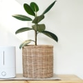 Ionizers vs Air Purifiers: Which is Better for You?